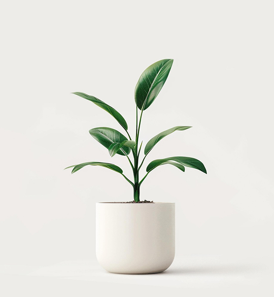 Elegancja Natury w Doniczce