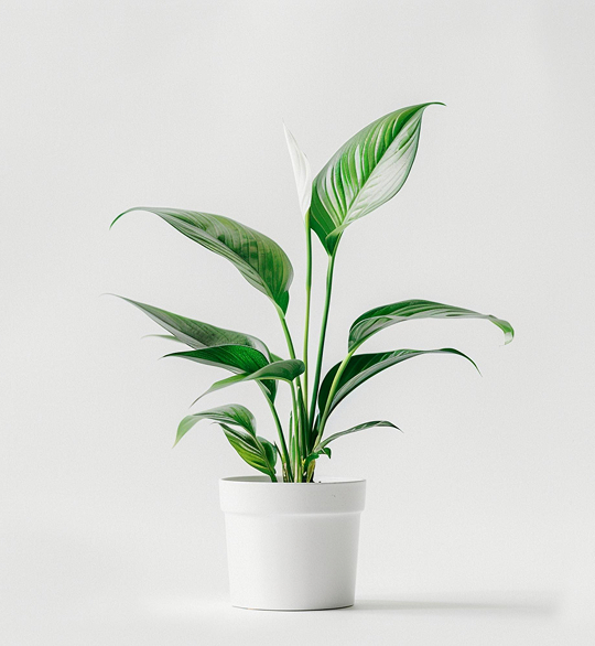 Spokój Zieleni – Skrzydłokwiat w Doniczce